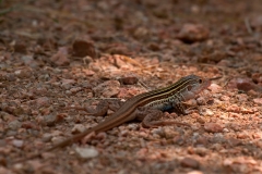 Whiptail_South_Llano_River_State_Park