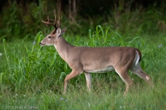 White_tailed_Deer_Brazos_Bend_State_Park