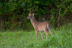 White_tailed_Deer_Buck_Brazos_Bend_State_Park