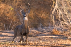 White_tailed_Deer_Buck_McKinney_Falls_State_Park_Texas