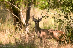 White_tailed_Deer_Buck_San_Gabriel_River_Georgetown_Texas