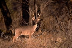 White_tailed_Deer_Buck_South_Llano_River_State_Park_Texas