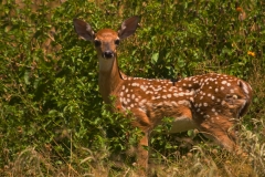 White_tailed_Deer_Fawn_Inks_Lake_State_Park_Texas