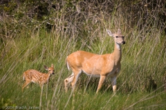 White_tailed_Deer_and_fawn_Aransas_National_Wildlife_Refuge