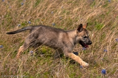 Cheyenne_on_the_Move_Close_Up