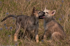 Chief_and_Layla_Chewing_on_Each_Other