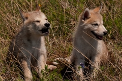 Chief_and_Layla_Sitting_Chief_Howling