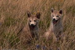 Chief_and_Layla_Sitting_Looking_Left_of_Frame