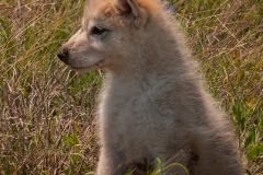 Layla_After_Digging