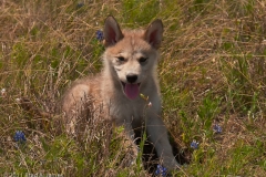 Layla_Laying_Down_on_Mud