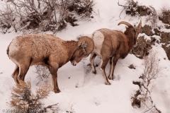 Bighorn_Sheep_Big_Guy_Gets_the_Spot_Yellowstone