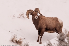 Bighorn_Sheep_Broken_Horn_Yellowstone