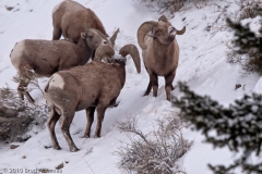 Bighorn_Sheep_Group_on_Hillside_Yellowstone