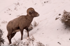 Bighorn_Sheep_Yellowstone