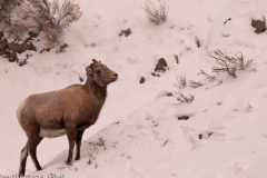 Bighorn_Smallhorn_Sheep_Yellowstone