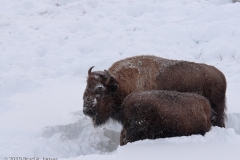 Bison_Cow_Nursing_Calf