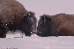 Bison_Cow_and_Calf