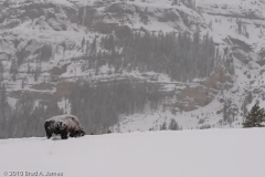 Bison_Grazing_on_Hillside_in_Snow_Storm