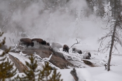 Bison_Group_Warming_in_Thermal_Area_Old_Faithful_Geyser_Basin_Yellowstone