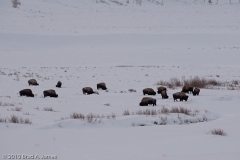 Bison_Herd_Grazing_Lamar_Valley_Yellowstone