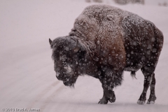 Bison_Ice_Covered_in_Snow_Storm_Yellowstone