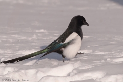 Black_billed_Magpie_Mammoth_Hotsprings_Yellowstone