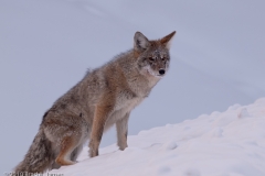 Coyote_on_Snow_Bank_Yellowstone