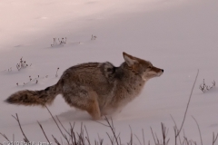 Coyote_on_the_Move_Yellowstone