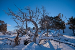 Dead_Tree_Mammoth_Hot_Springs_Yellowstone