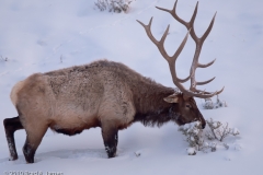 Elk_Bull_Breakfast_Yellowstone