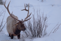 Elk_Bull_Grazing_in_Deep_Snow_Yellowstone