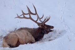 Elk_Bull_Waking_on_a_Cold_Morning_Minus_Nineteen_Yellowstone