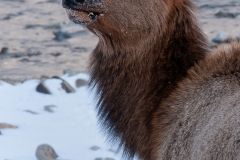 Elk_Cow_Looking_Back_Face_Yellowstone