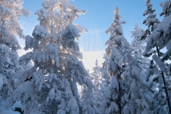 Ghost_Trees_with_Heavy_Snow_Norris_Basin_Backlit_Yellowstone