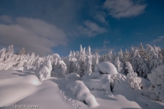 Ghost_Trees_with_Heavy_Snow_Norris_Basin_Yellowstone