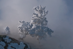 Mammoth_Hot_Springs_Ghost_Tree_Yellowstone