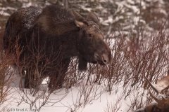 Moose_Female_Grazing_on_Willows_Yellowstone