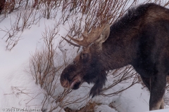 Moose_Male_Yellowstone