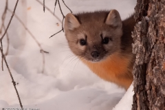 Pine_Marten_Looking_Out_From_Behind_Tree_Yellowstone