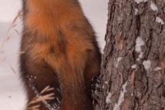 Pine_Marten_Yellowstone