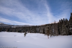 Treeline_Lamar_Valley_Yellowstone